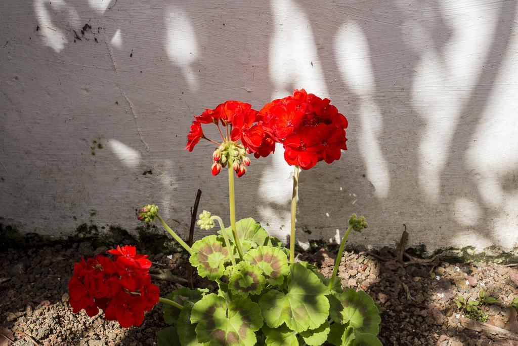 Family House Garden Villa Ponta Delgada Rom bilde